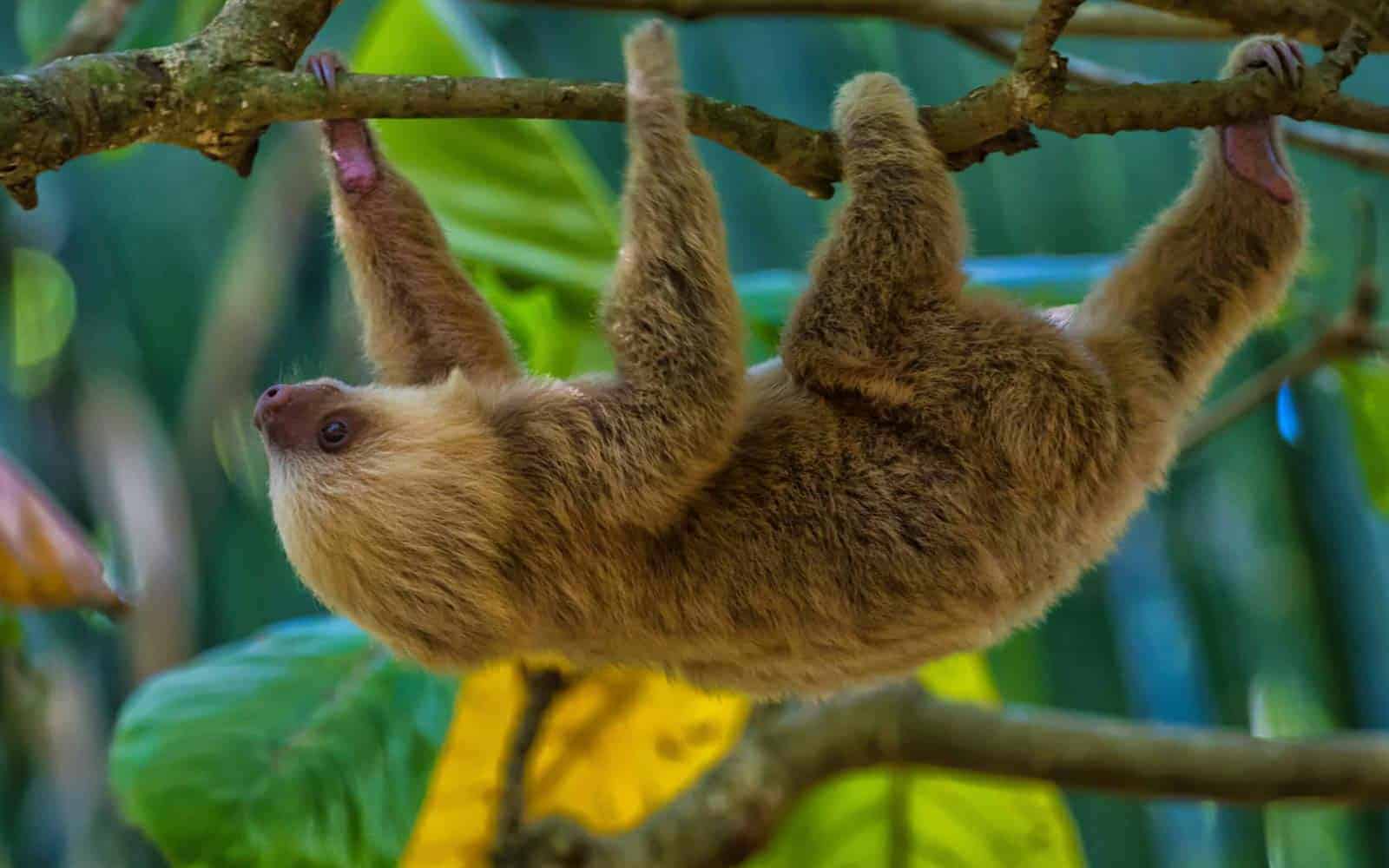 Costa Rica Sloths
